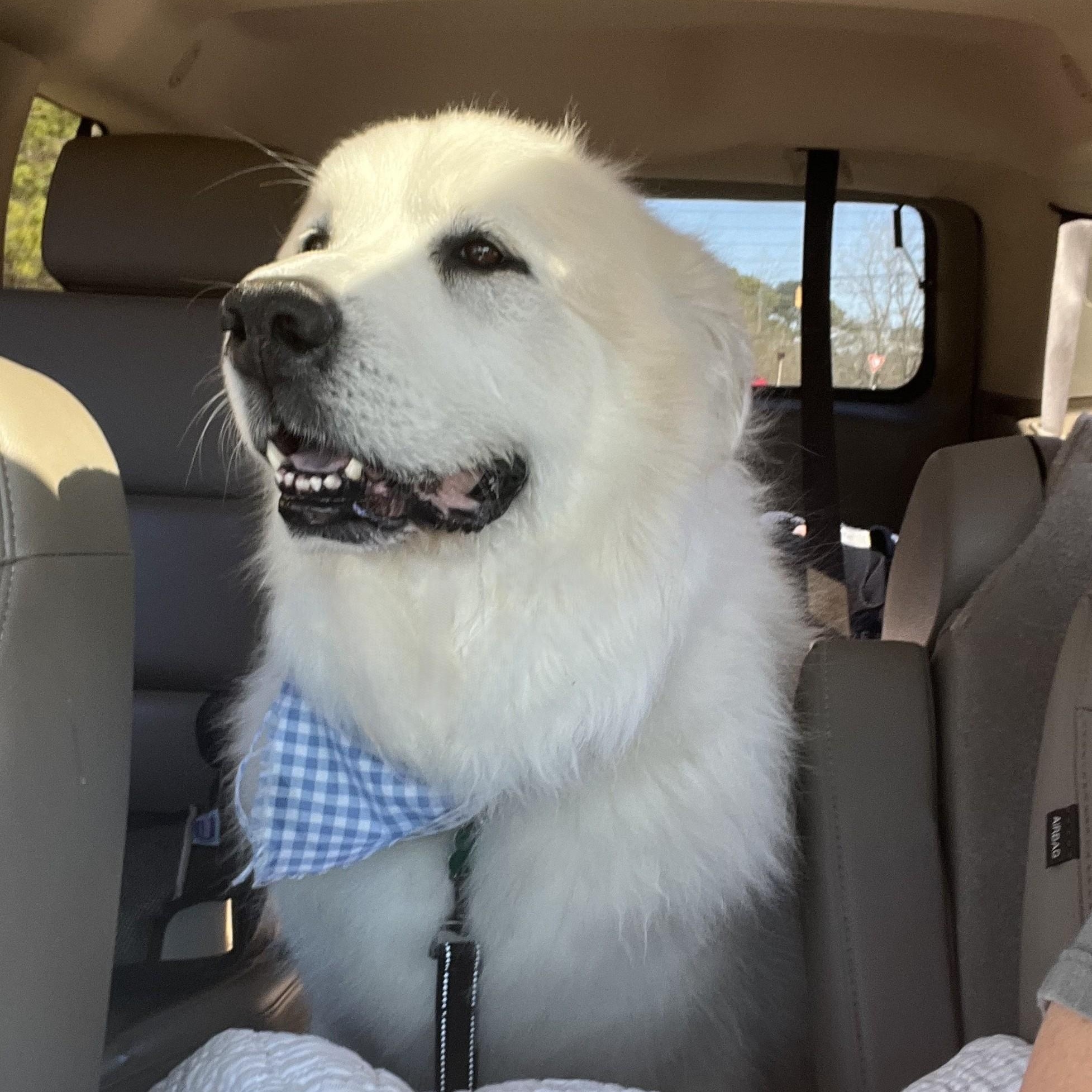 Enlarge Beau Brooks, a Adoptable Great Pyrenees in Atlanta, GA image 2/6