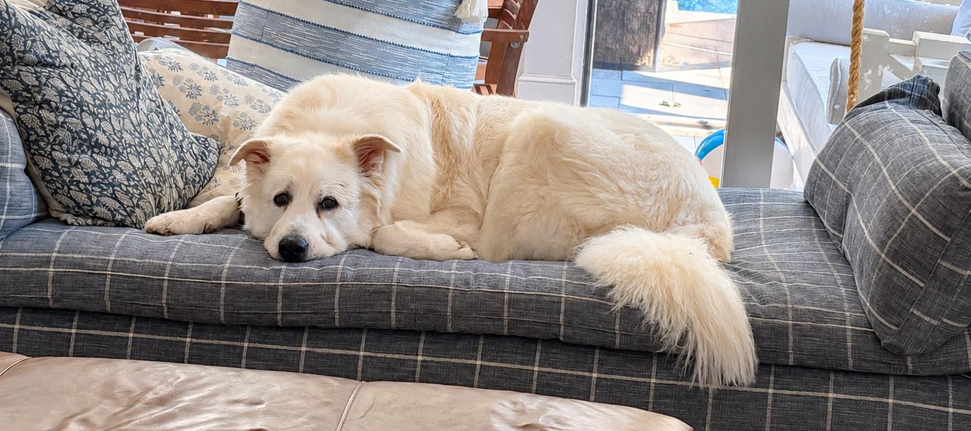 Enlarge Beau Brooks, a Adoptable Great Pyrenees in Atlanta, GA image 3/6