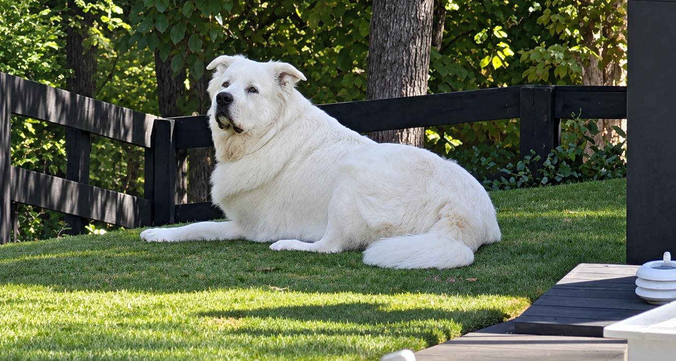 Enlarge Beau Brooks, a Adoptable Great Pyrenees in Atlanta, GA image 4/6