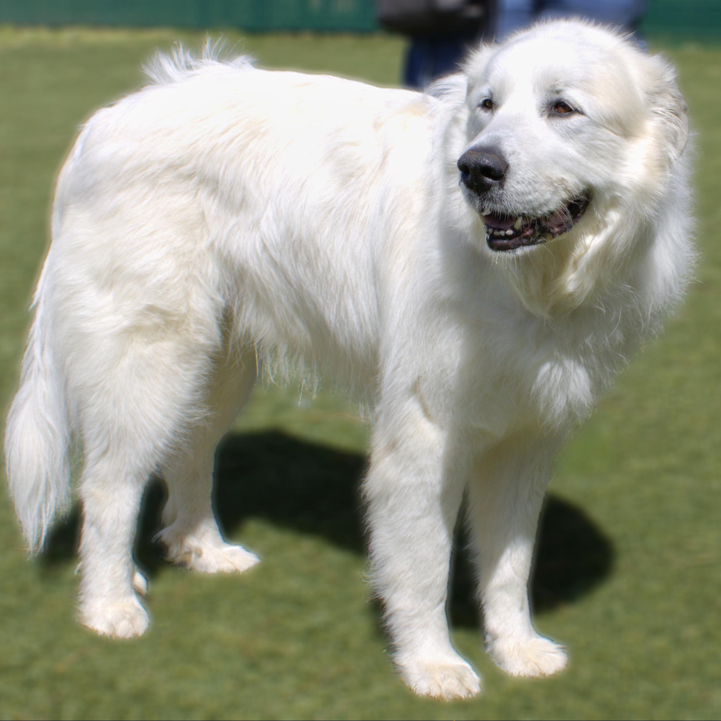 Enlarge Beau Brooks, a Adoptable Great Pyrenees in Atlanta, GA image 5/6