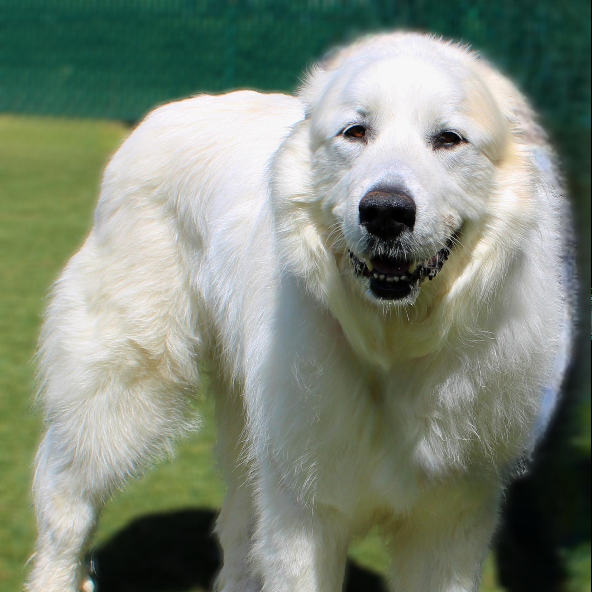 Beau Brooks, Adoptable, Senior Male Great Pyrenees.