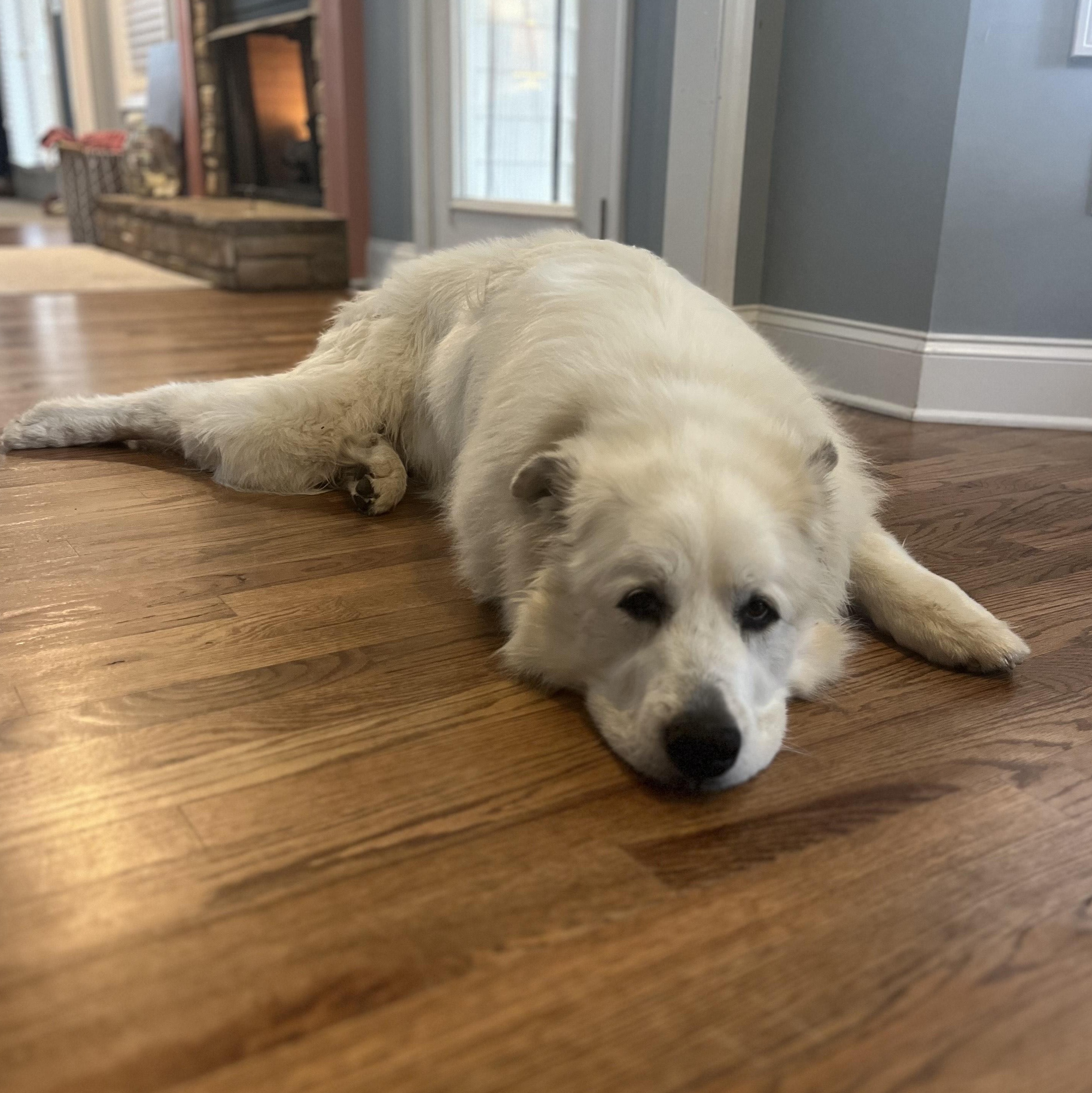 Enlarge Beau Brooks, a Adoptable Great Pyrenees in Atlanta, GA image 6/6