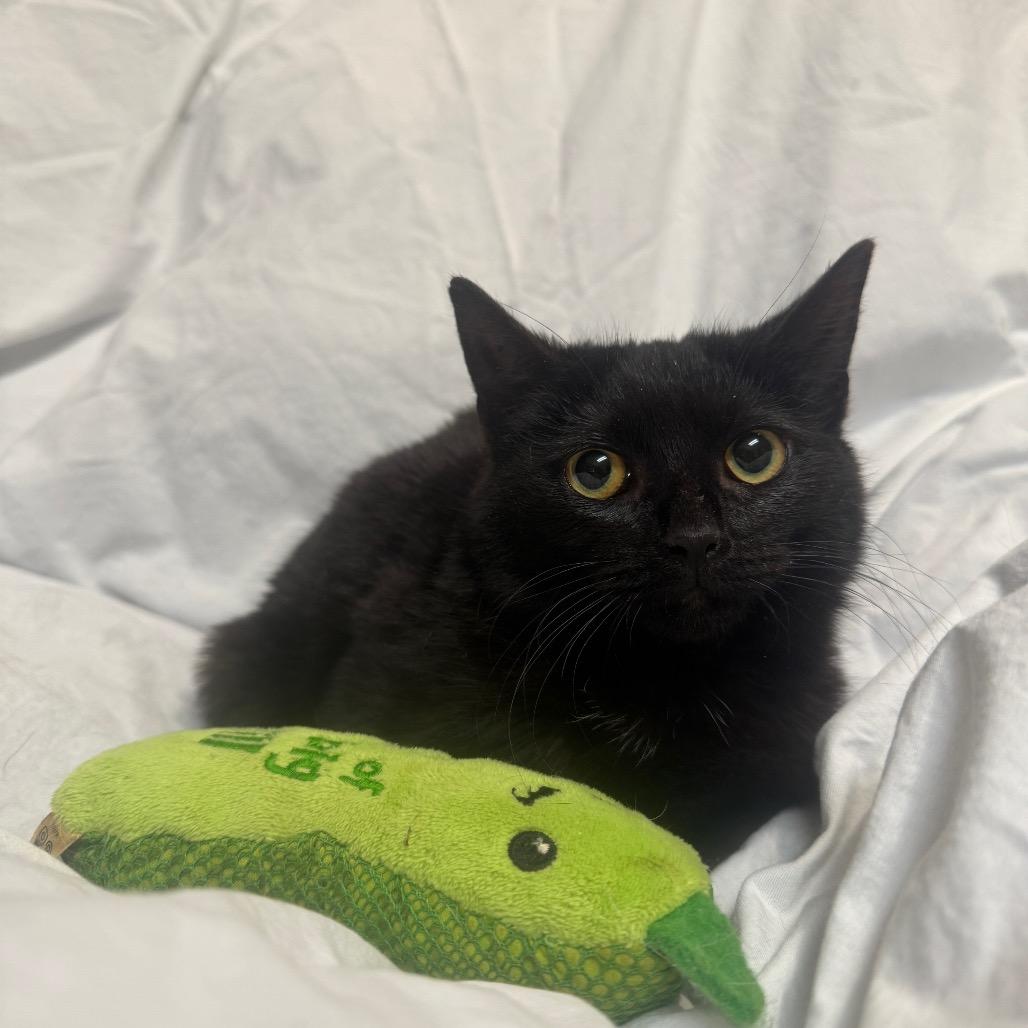 Enlarge Elsa, a Adoptable Domestic Short Hair in Oakton, VA image 1/6