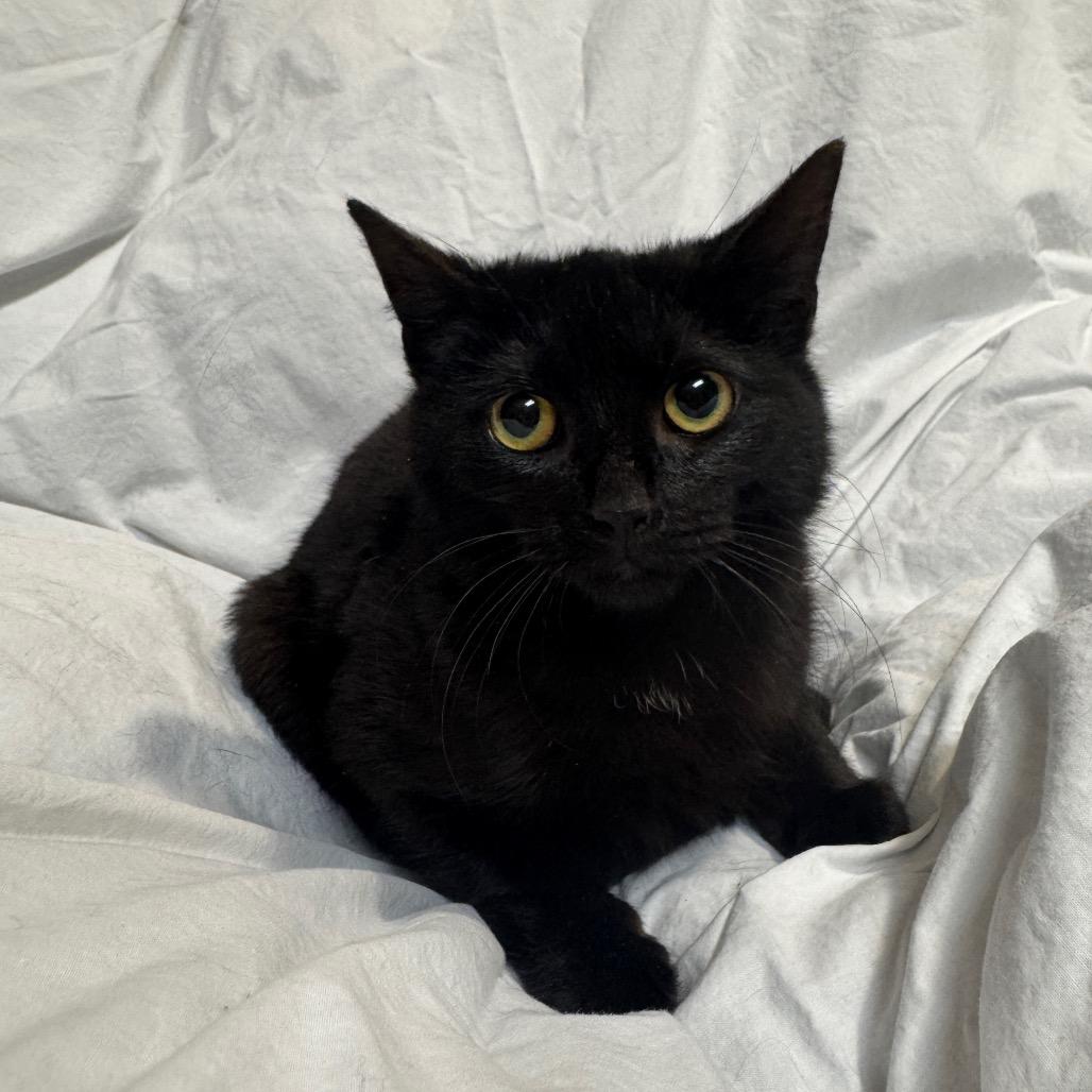 Enlarge Elsa, a Adoptable Domestic Short Hair in Oakton, VA image 2/6