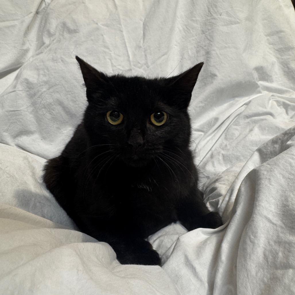 Enlarge Elsa, a Adoptable Domestic Short Hair in Oakton, VA image 3/6