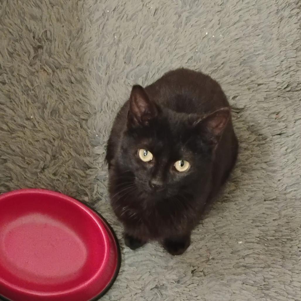 Enlarge Elsa, a Adoptable Domestic Short Hair in Oakton, VA image 4/6