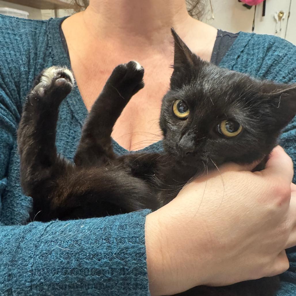 Enlarge Elsa, a Adoptable Domestic Short Hair in Oakton, VA image 5/6