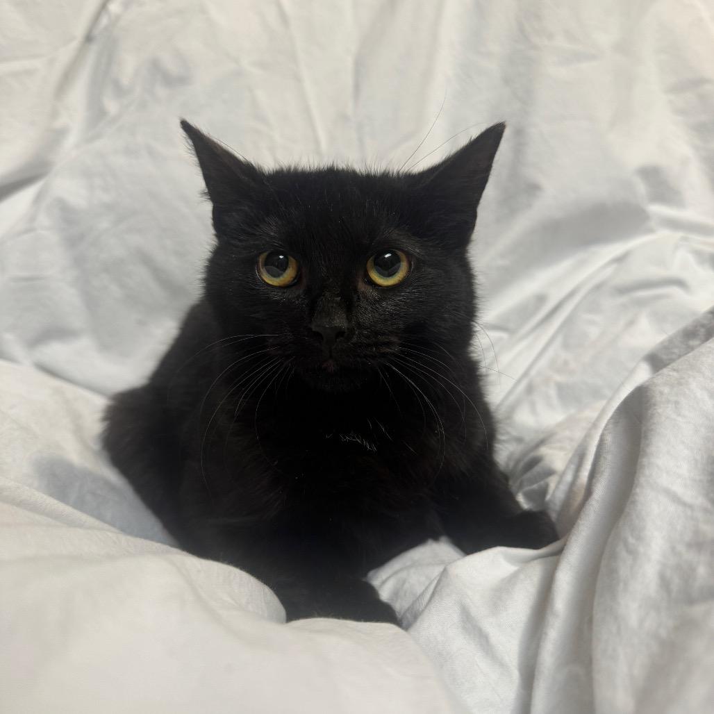 Enlarge Elsa, a Adoptable Domestic Short Hair in Oakton, VA image 6/6