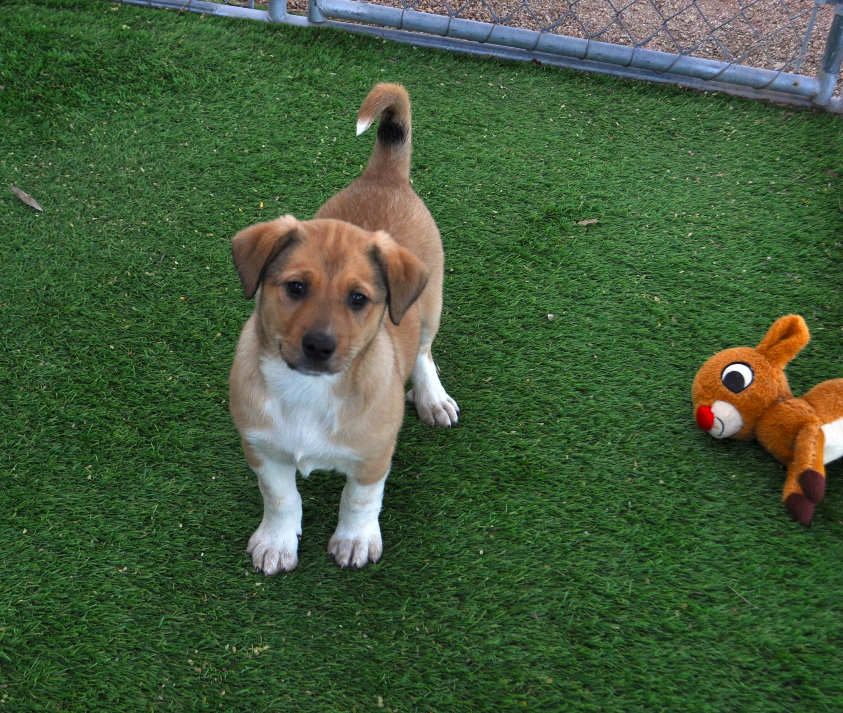Milli, an adoptable mixed breed in Apache Junction, AZ image 1/3