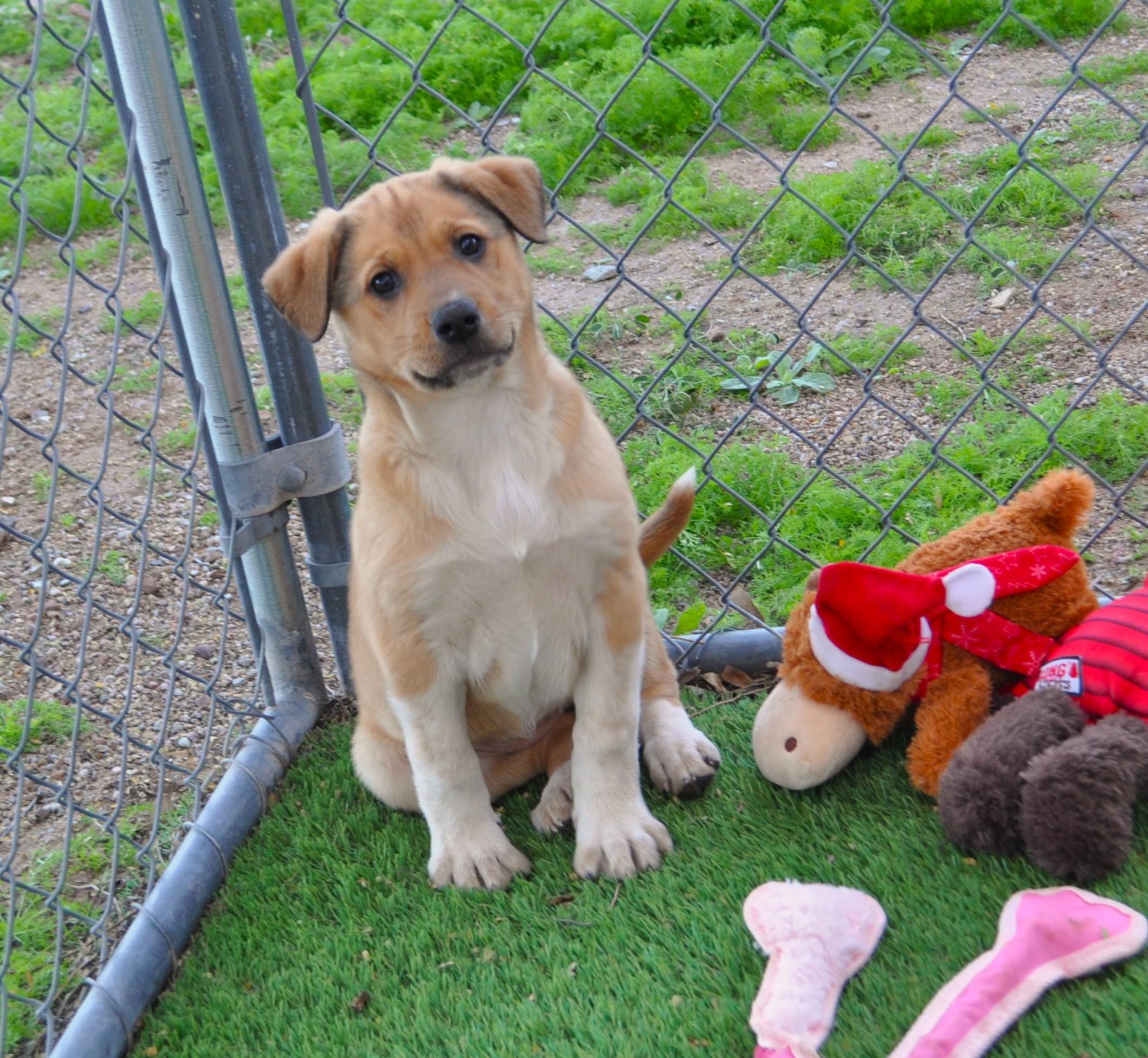 Milli, an adoptable mixed breed in Apache Junction, AZ image 2/3