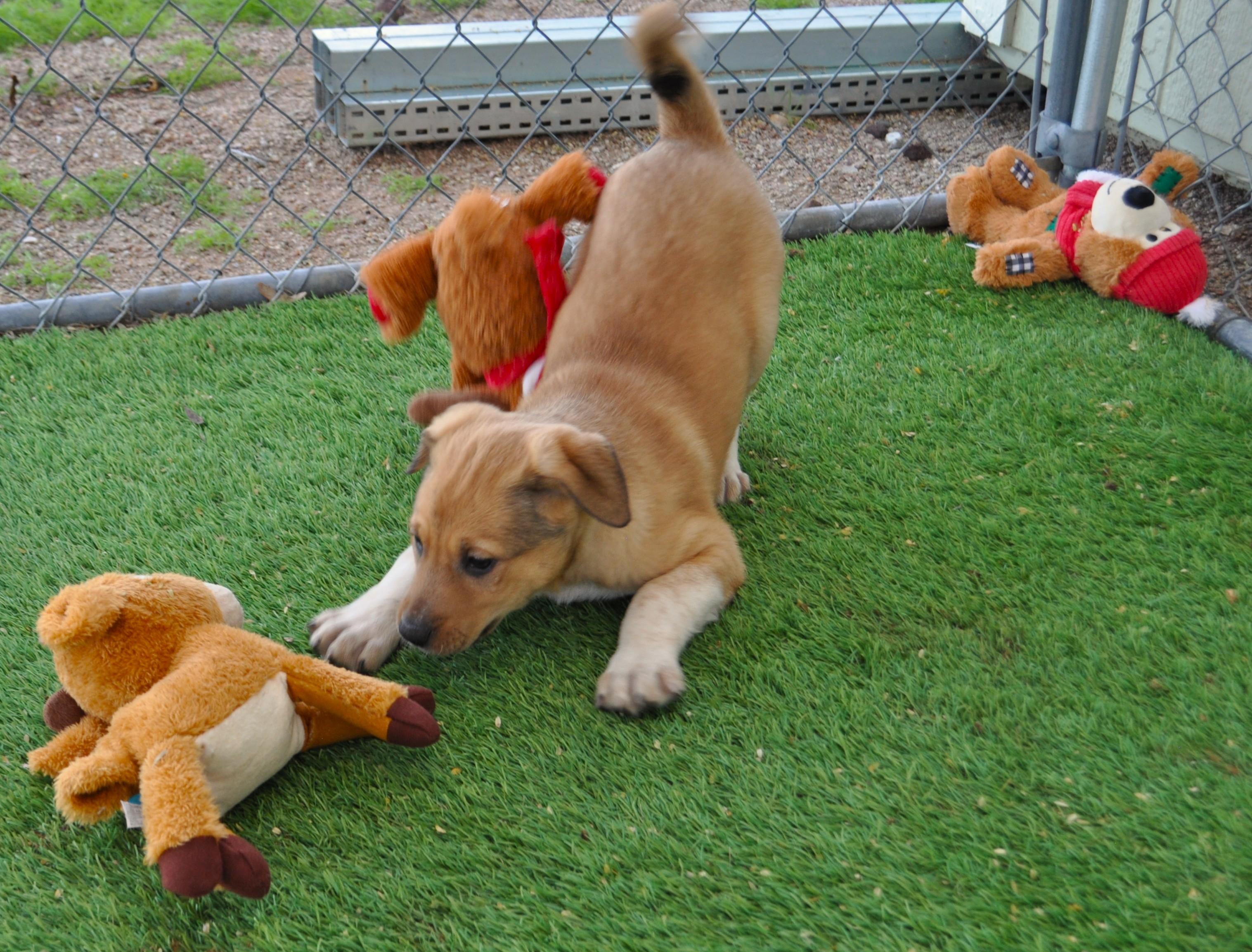 Milli, an adoptable mixed breed in Apache Junction, AZ image 3/3