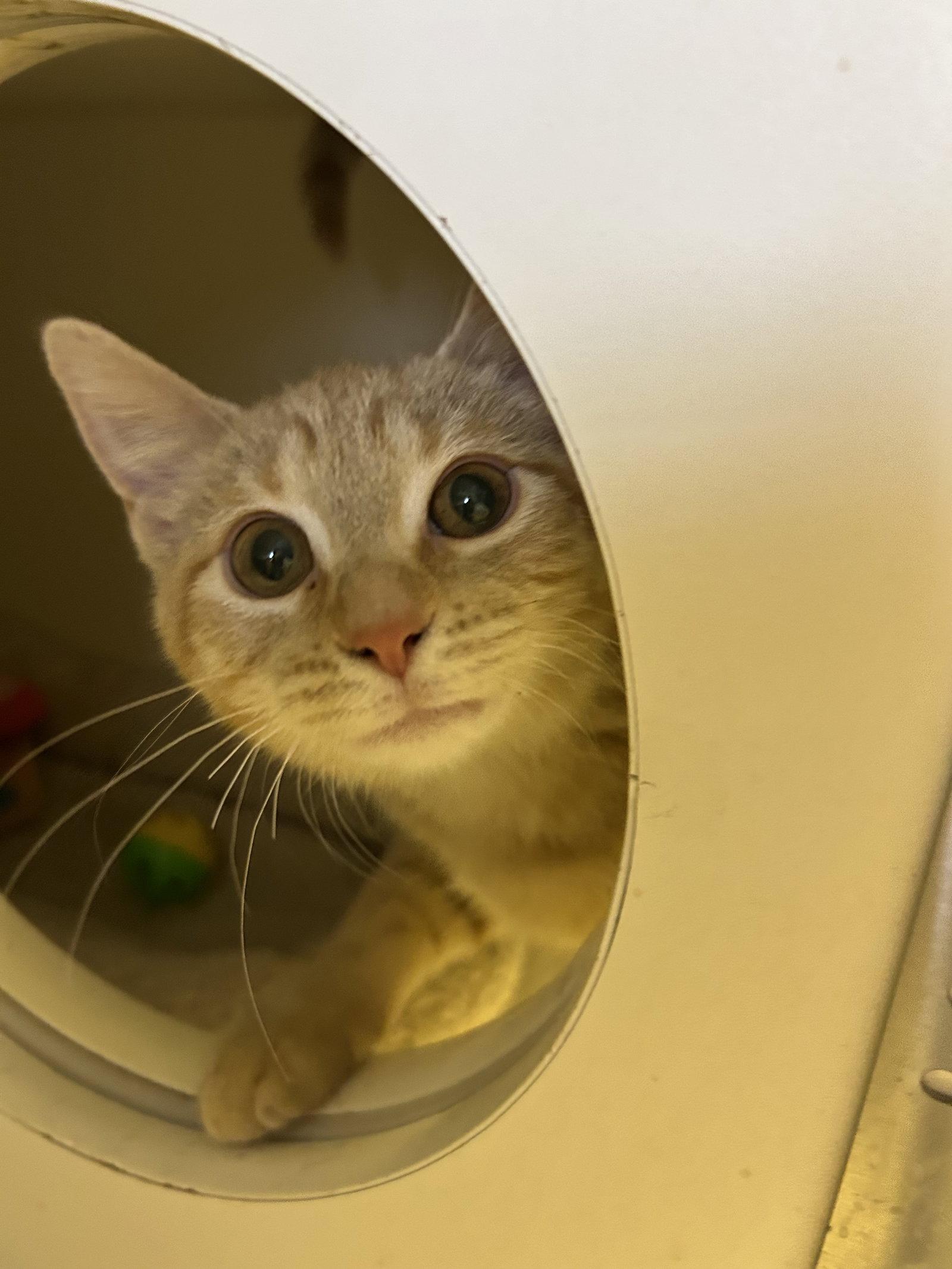 Dumpling, Adoptable, Kitten Female Domestic Short Hair.