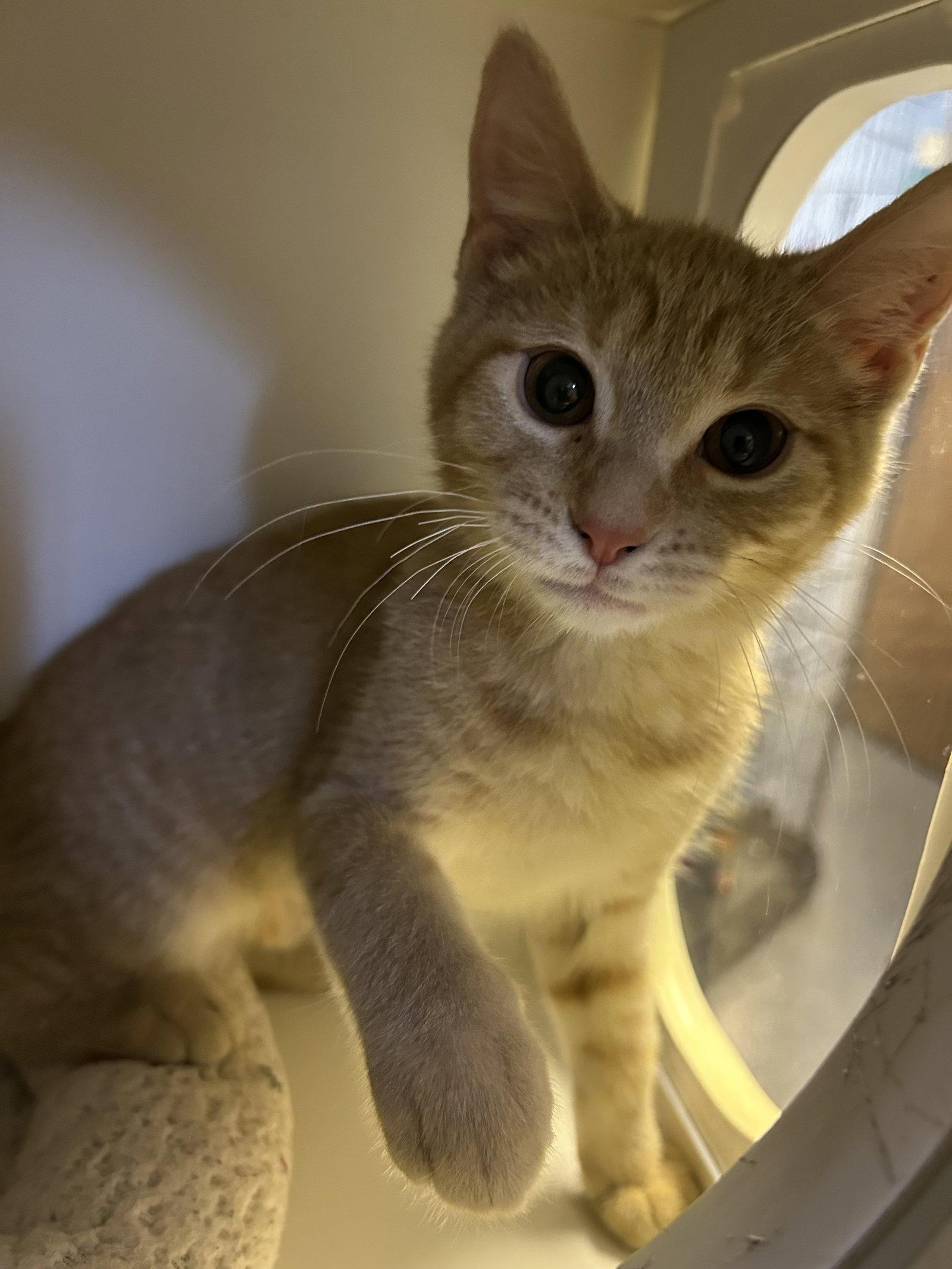 Enlarge Dumpling, a Adoptable Domestic Short Hair in Steeleville, IL image 2/3
