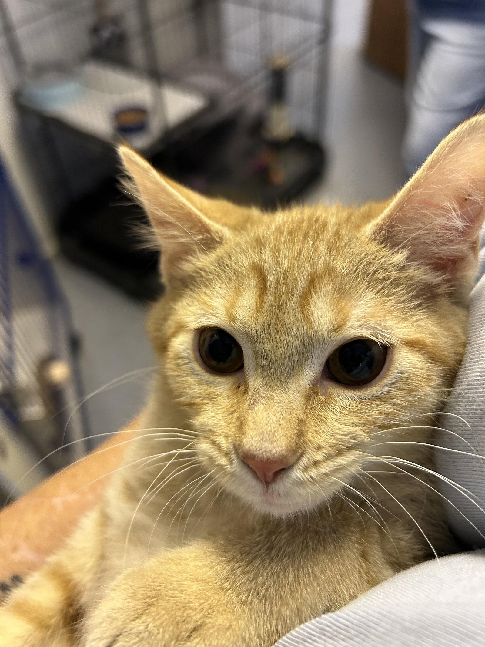 Enlarge Dumpling, a Adoptable Domestic Short Hair in Steeleville, IL image 3/3