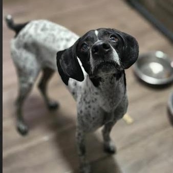 Enlarge Benny, a Adoptable German Shorthaired Pointer in Palm Harbor, FL image 6/6