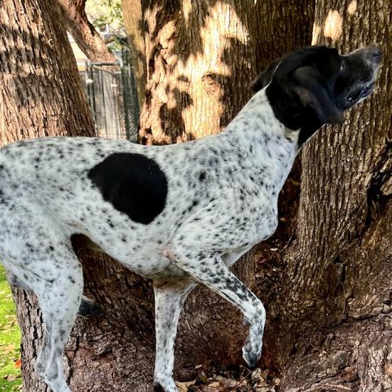 Enlarge Benny, a Adoptable German Shorthaired Pointer in Palm Harbor, FL image 4/6