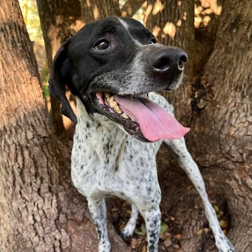 Enlarge Benny, a Adoptable German Shorthaired Pointer in Palm Harbor, FL image 5/6