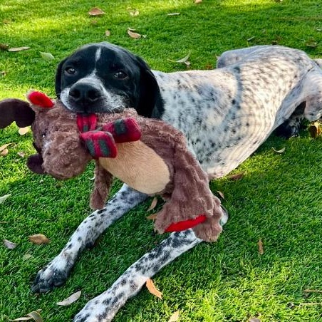 Enlarge Benny, a Adoptable German Shorthaired Pointer in Palm Harbor, FL image 2/6