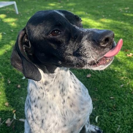 Enlarge Benny, a Adoptable German Shorthaired Pointer in Palm Harbor, FL image 3/6