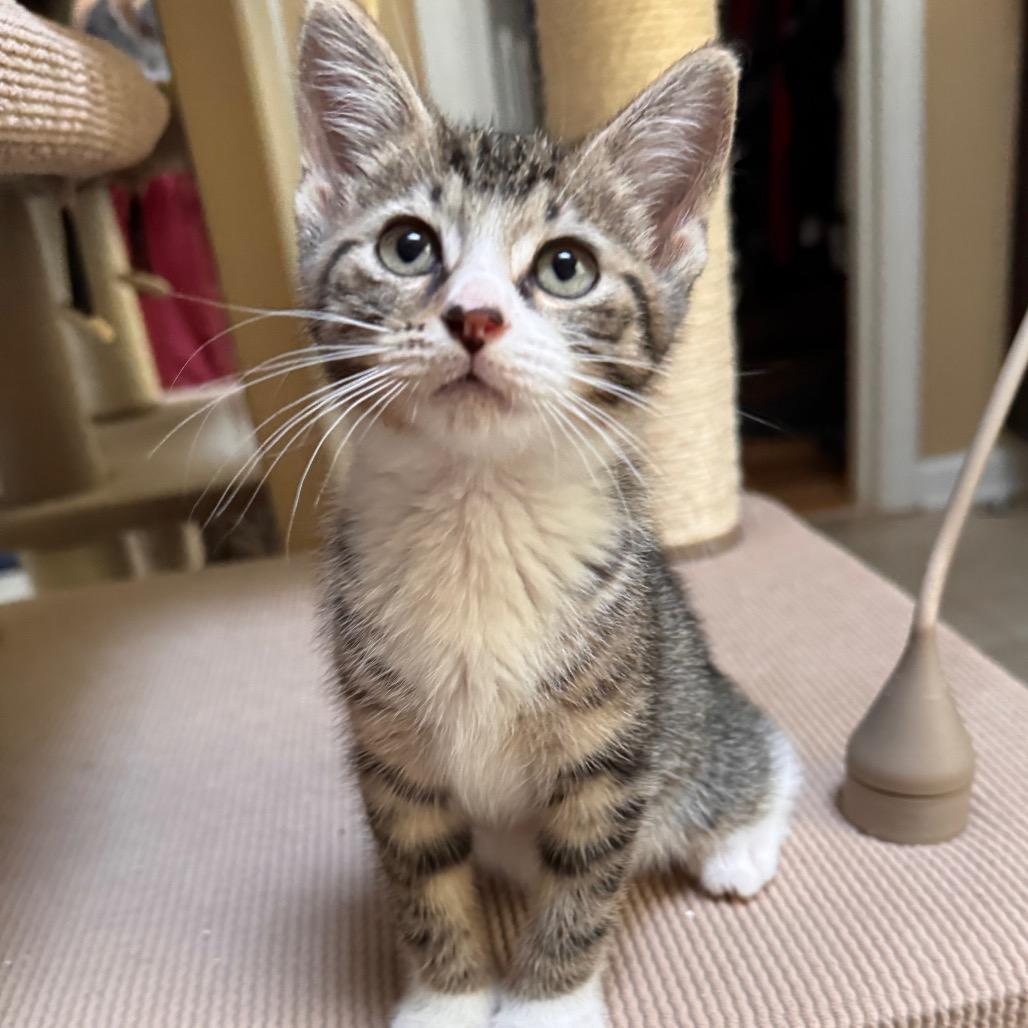 Camellia Allen-CA, Adoptable, Kitten Female Domestic Short Hair.