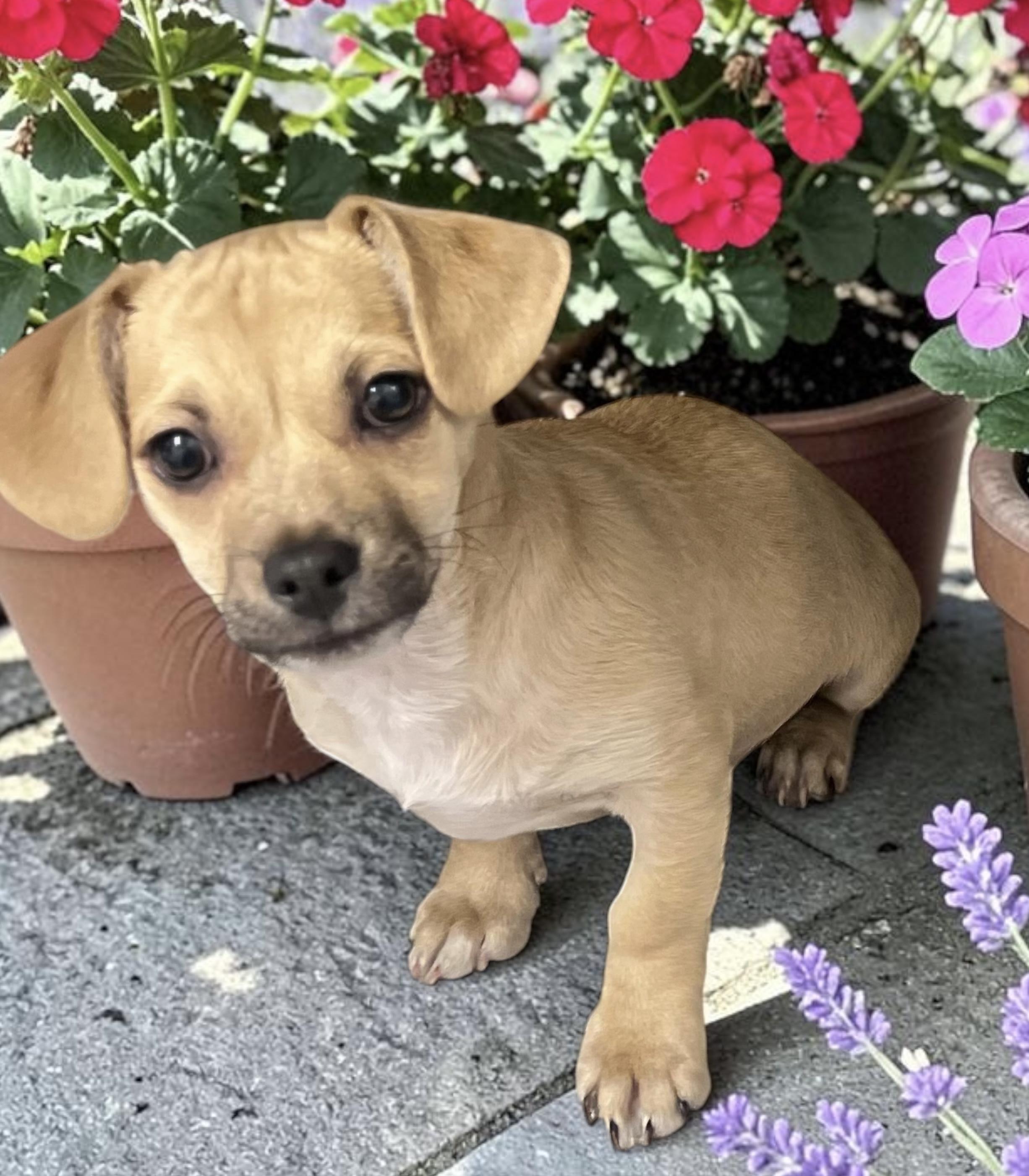 Forrest, a ADOPTABLE mixed breed in Los Angeles, CA image 2/4