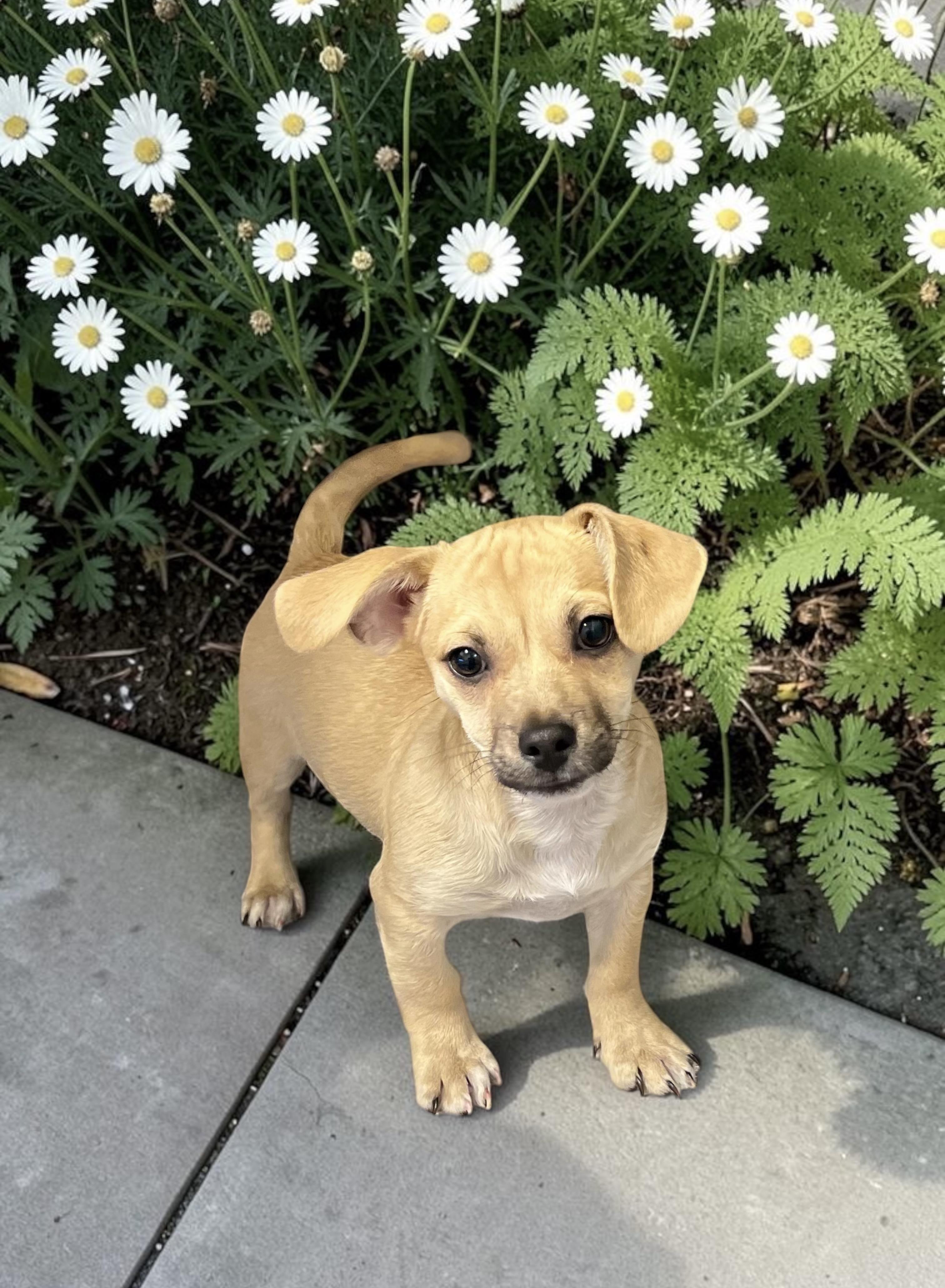 Forrest, ADOPTABLE, Puppy Male Chiweenie.
