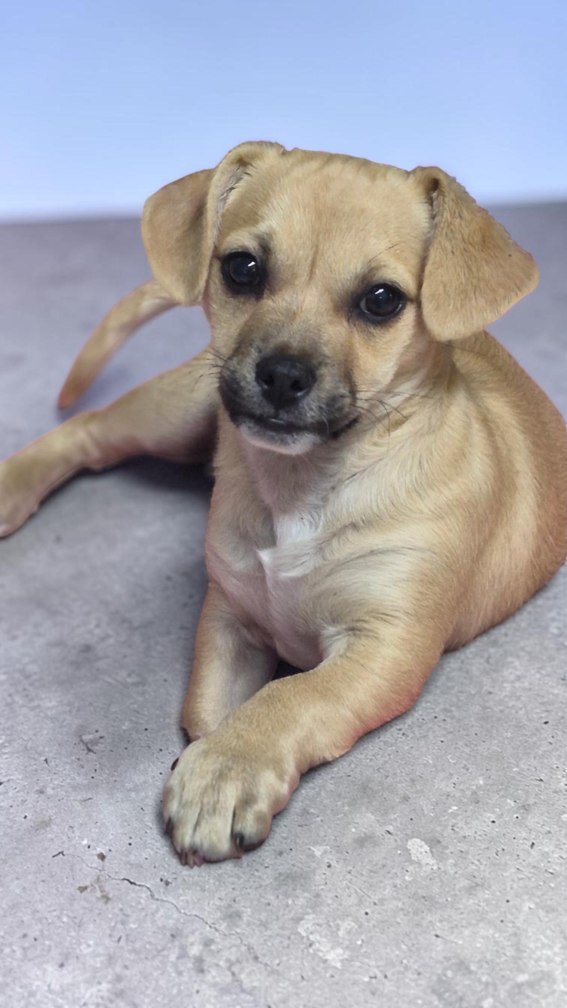 Forrest, a ADOPTABLE mixed breed in Los Angeles, CA image 4/4