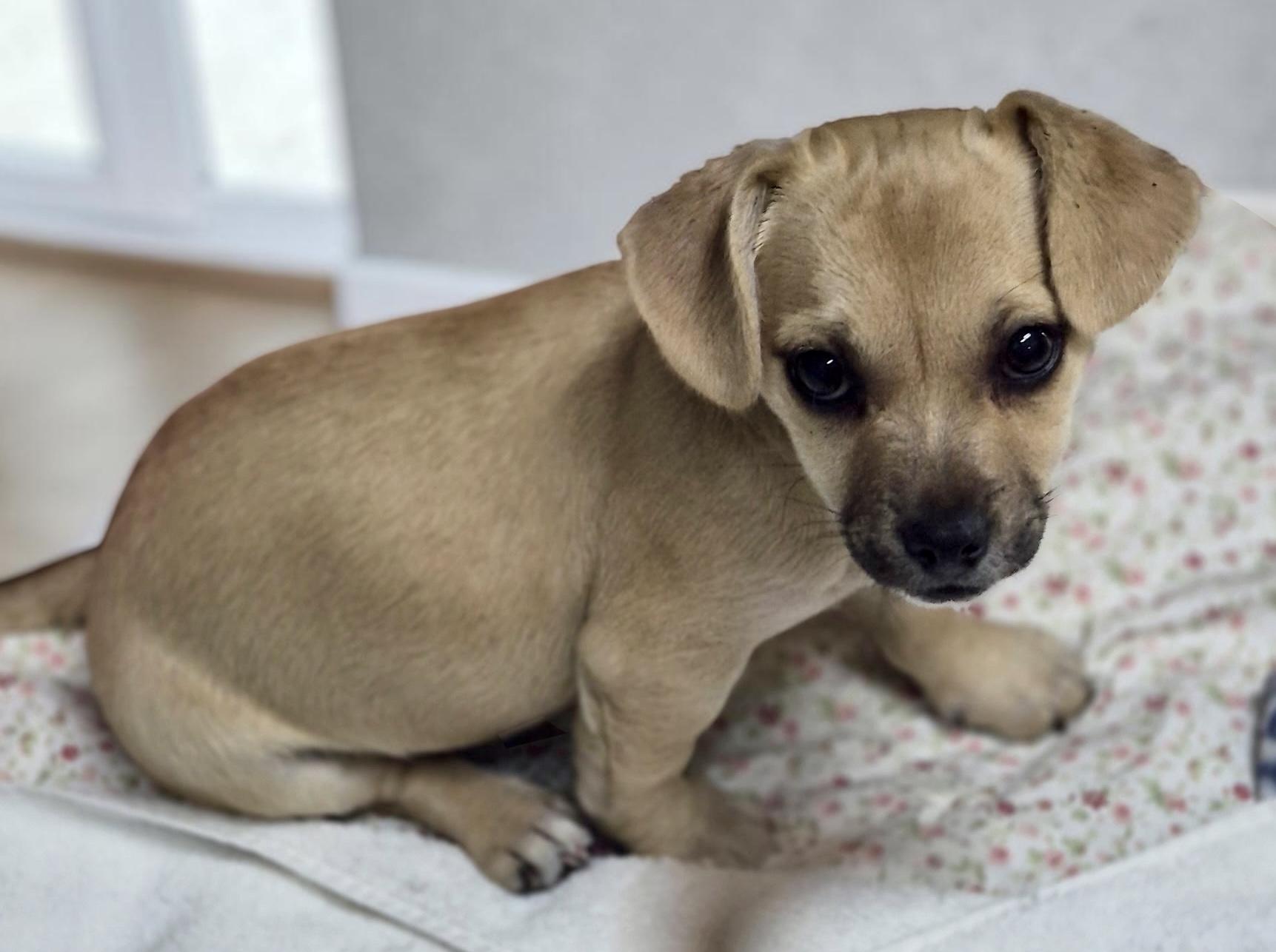 Forrest, a ADOPTABLE mixed breed in Los Angeles, CA image 3/4