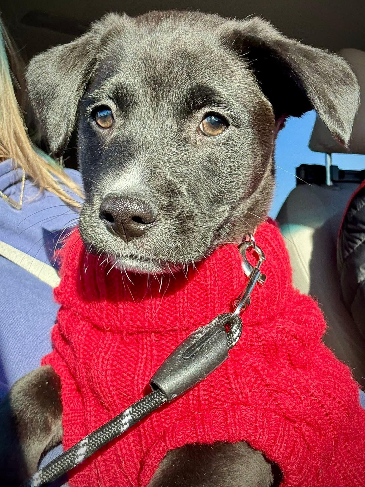 Cupid the adorable puppy, Adoptable, Puppy Male Australian Shepherd & Terrier.