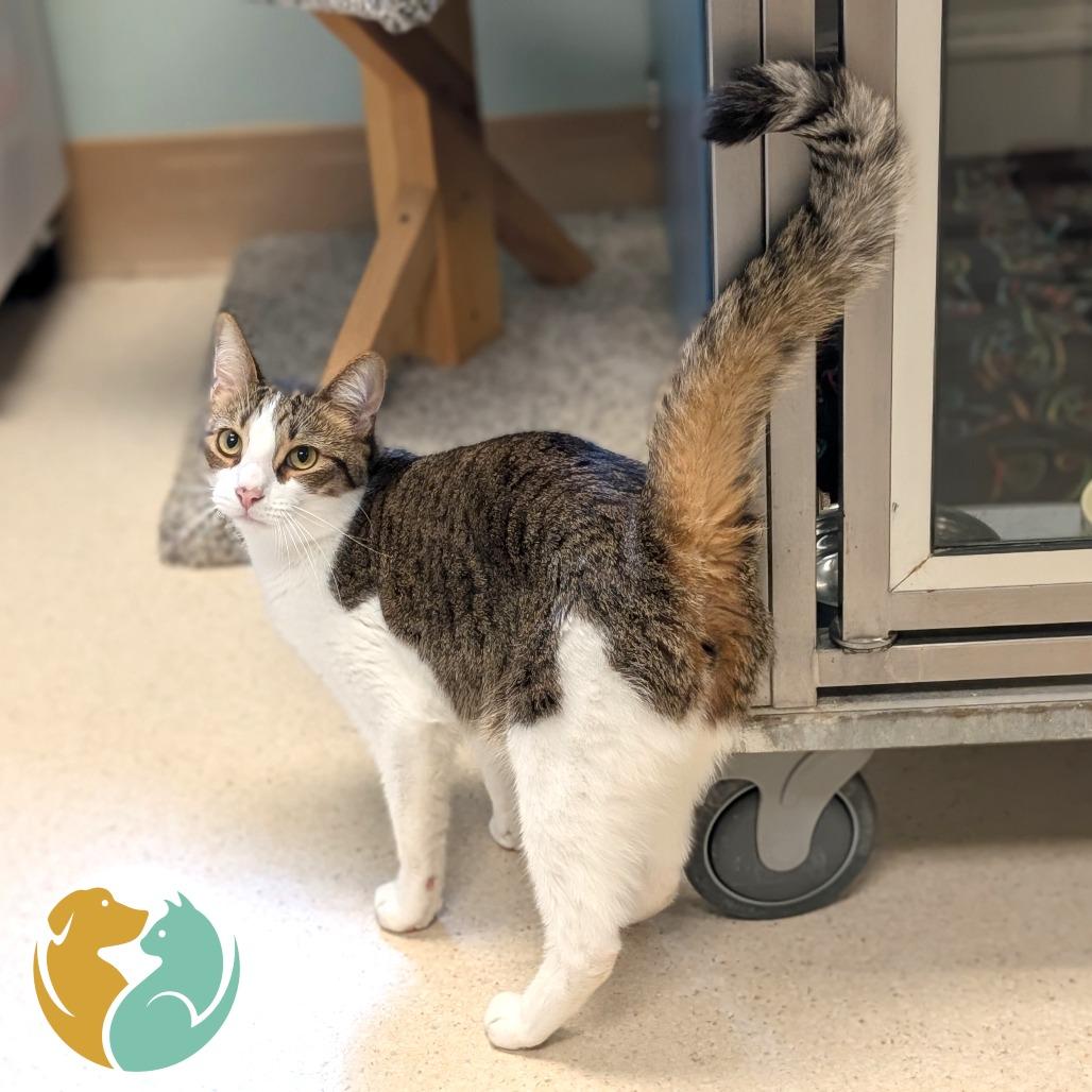 Mando, Adoptable, Adult Male Domestic Medium Hair.