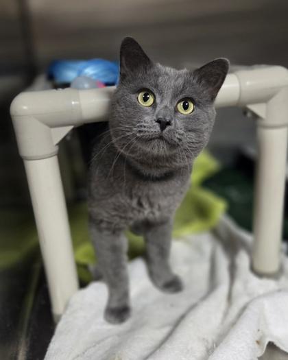 Firefly, Adoptable, Adult Male Domestic Medium Hair & Domestic Short Hair.