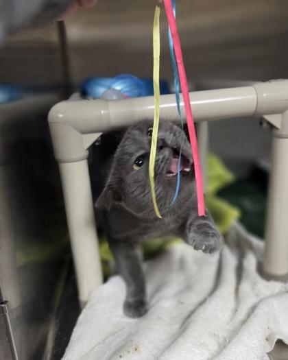 Enlarge Firefly, a Adoptable mixed breed in Westland, MI image 2/3