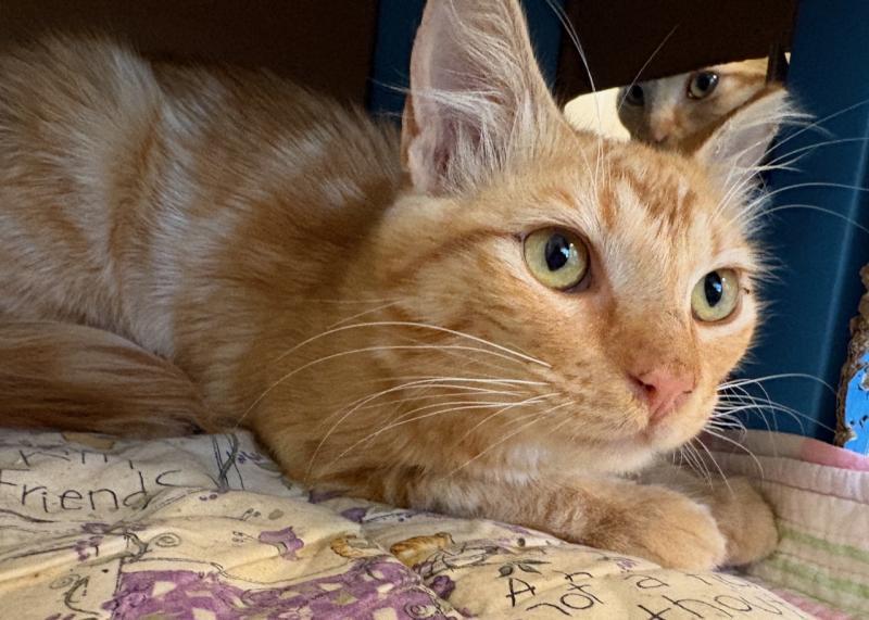 Gemini - Gem, a Adoptable Domestic Medium Hair in Palo Alto, CA image 2/2