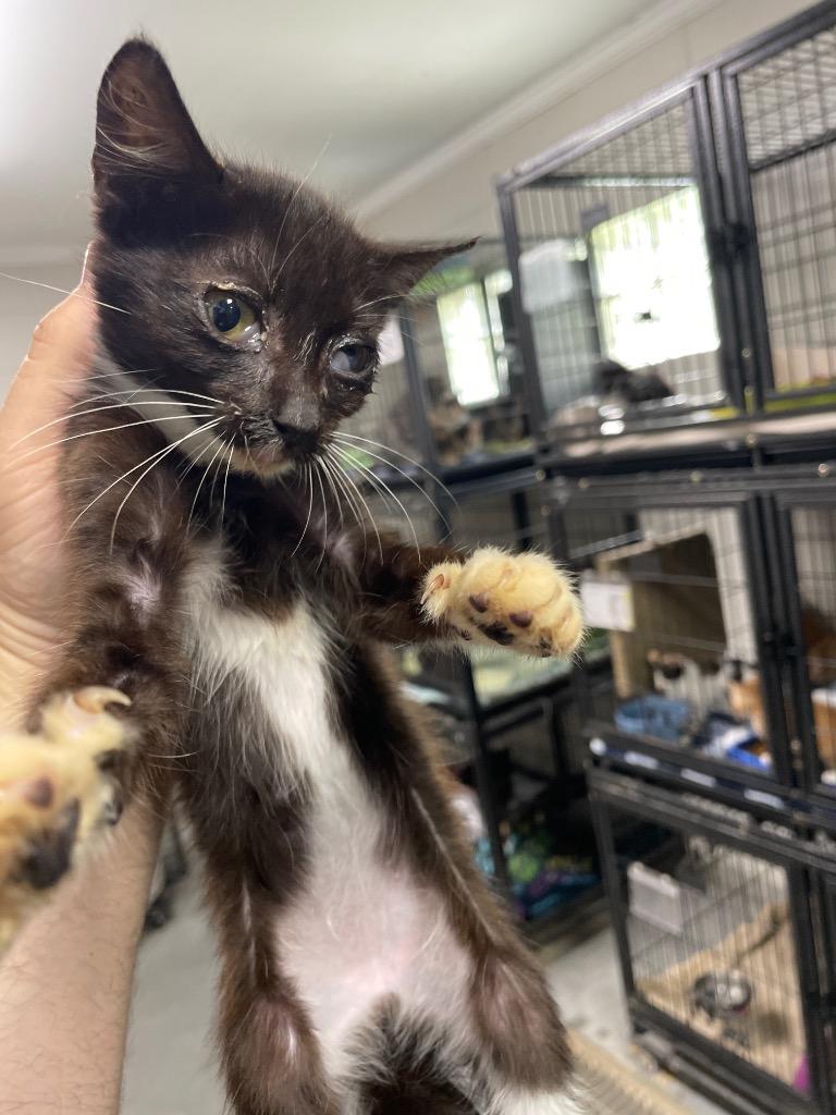 C1511-25, Adoptable, Young Female Domestic Long Hair.