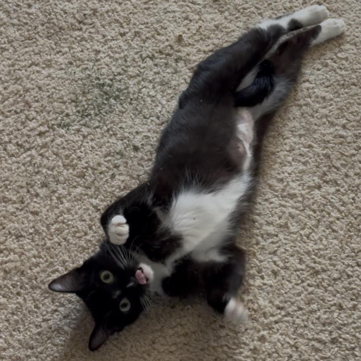 Grace, a Adoptable Domestic Short Hair in Midvale, UT image 2/4