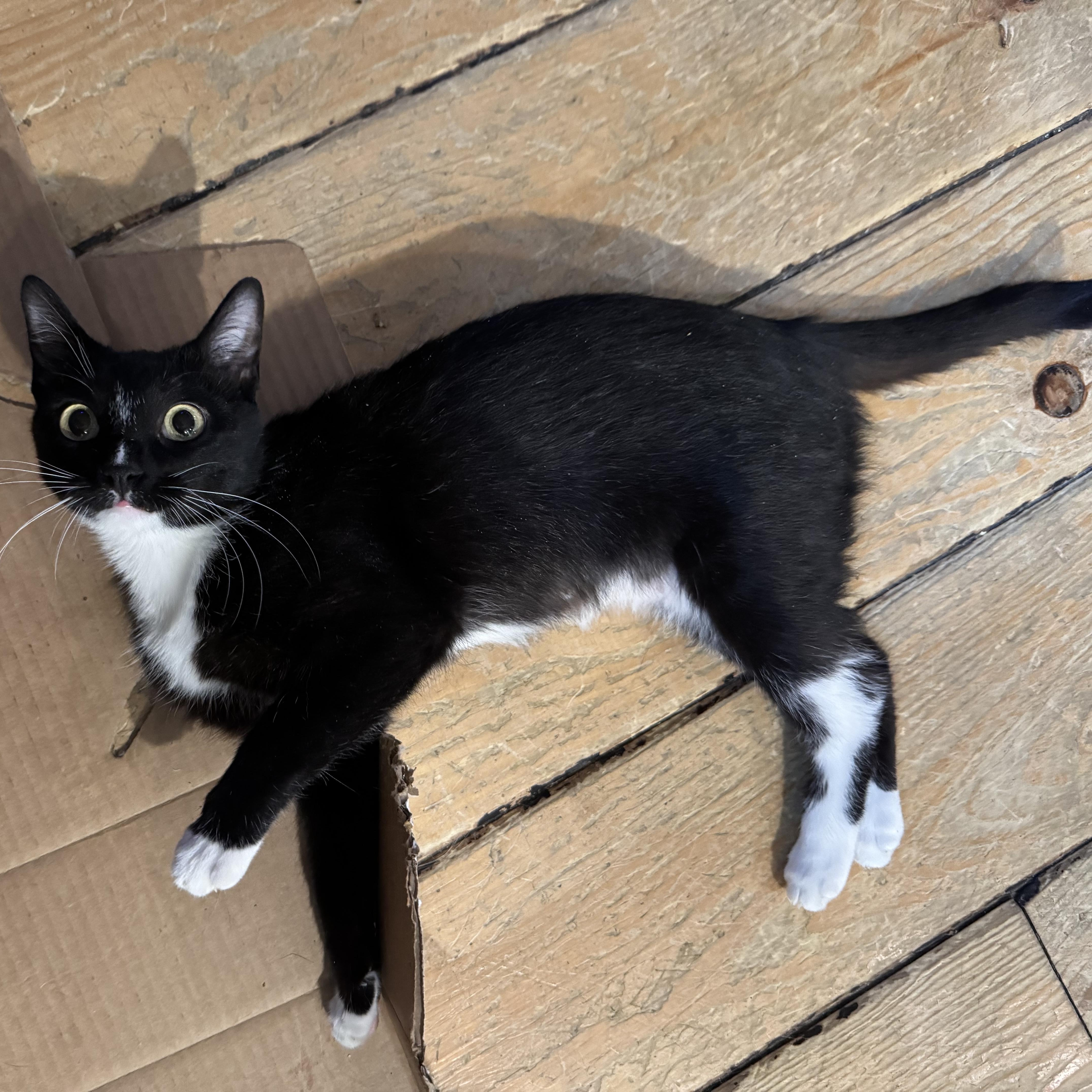 Grace, a Adoptable Domestic Short Hair in Midvale, UT image 4/4