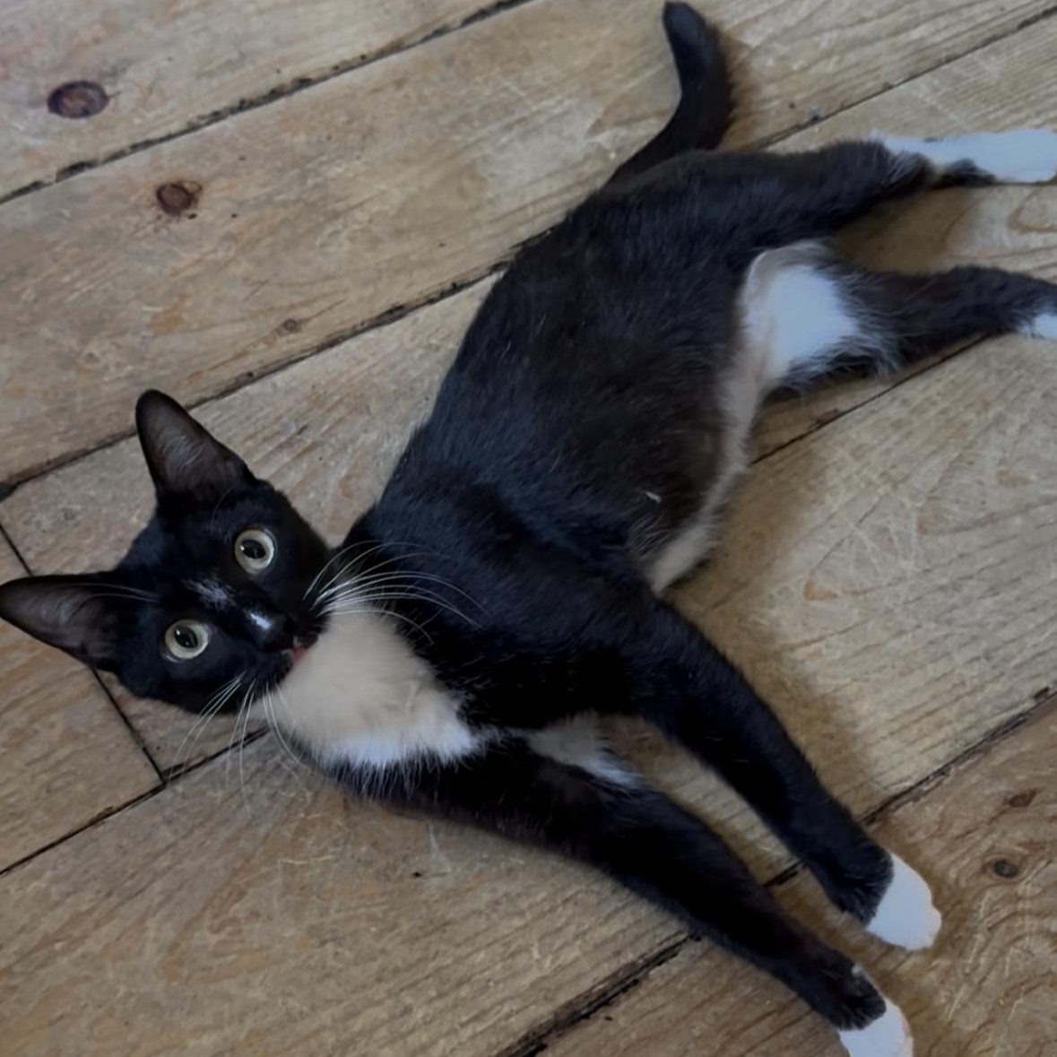 Grace, a Adoptable Domestic Short Hair in Midvale, UT image 3/4