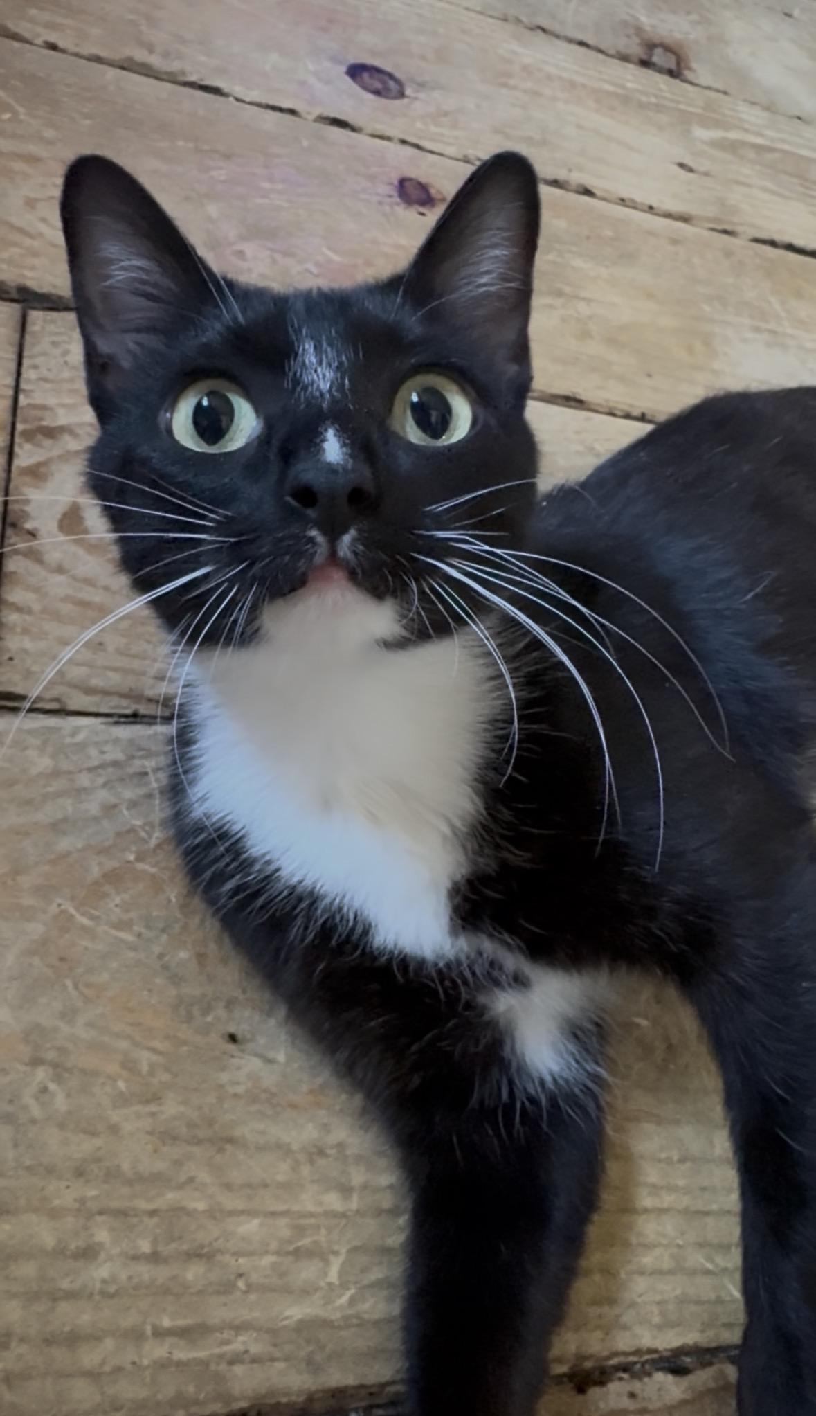 Grace, Adoptable, Young Female Domestic Short Hair.