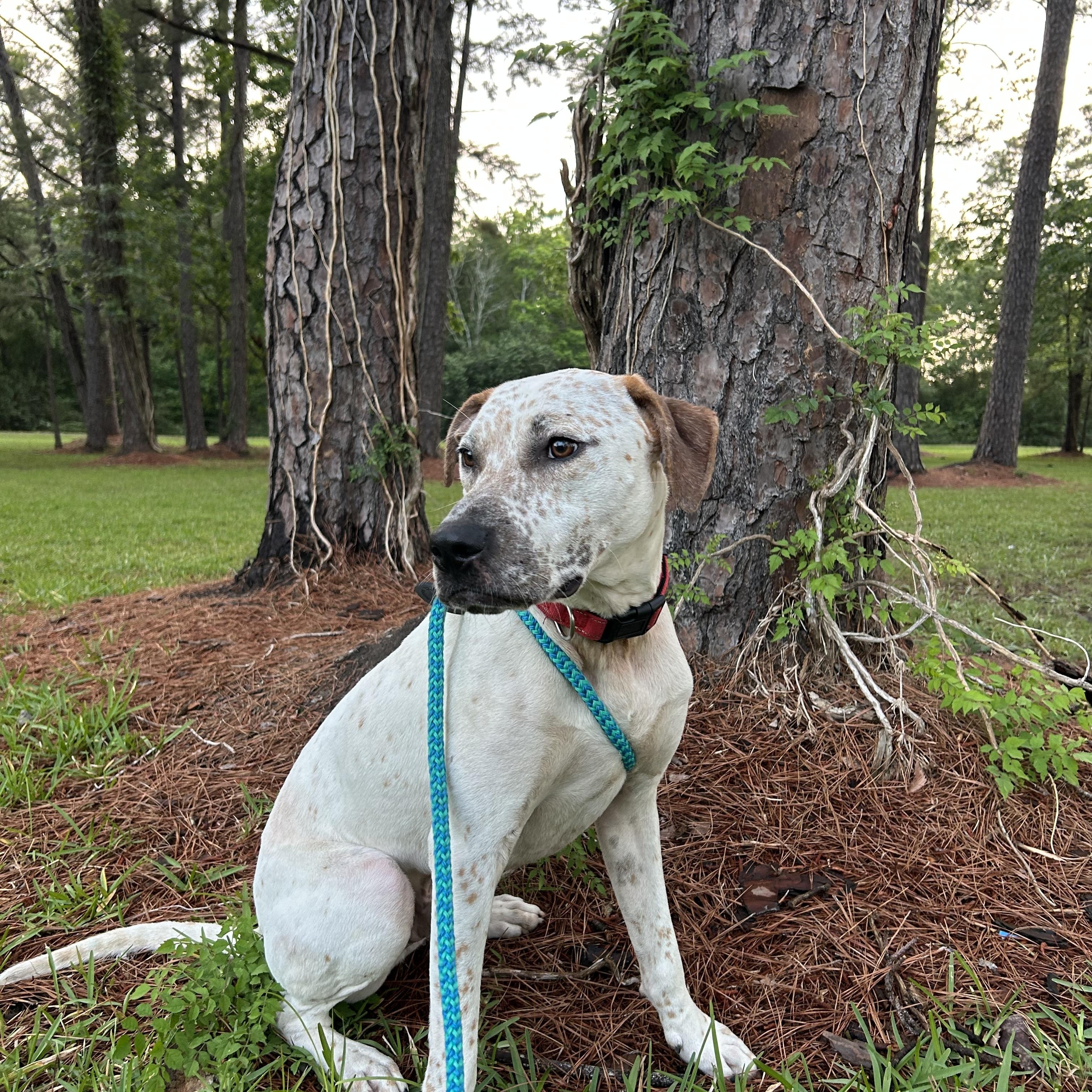 Cody, Adoptable, Young Male Pointer & Labrador Retriever.
