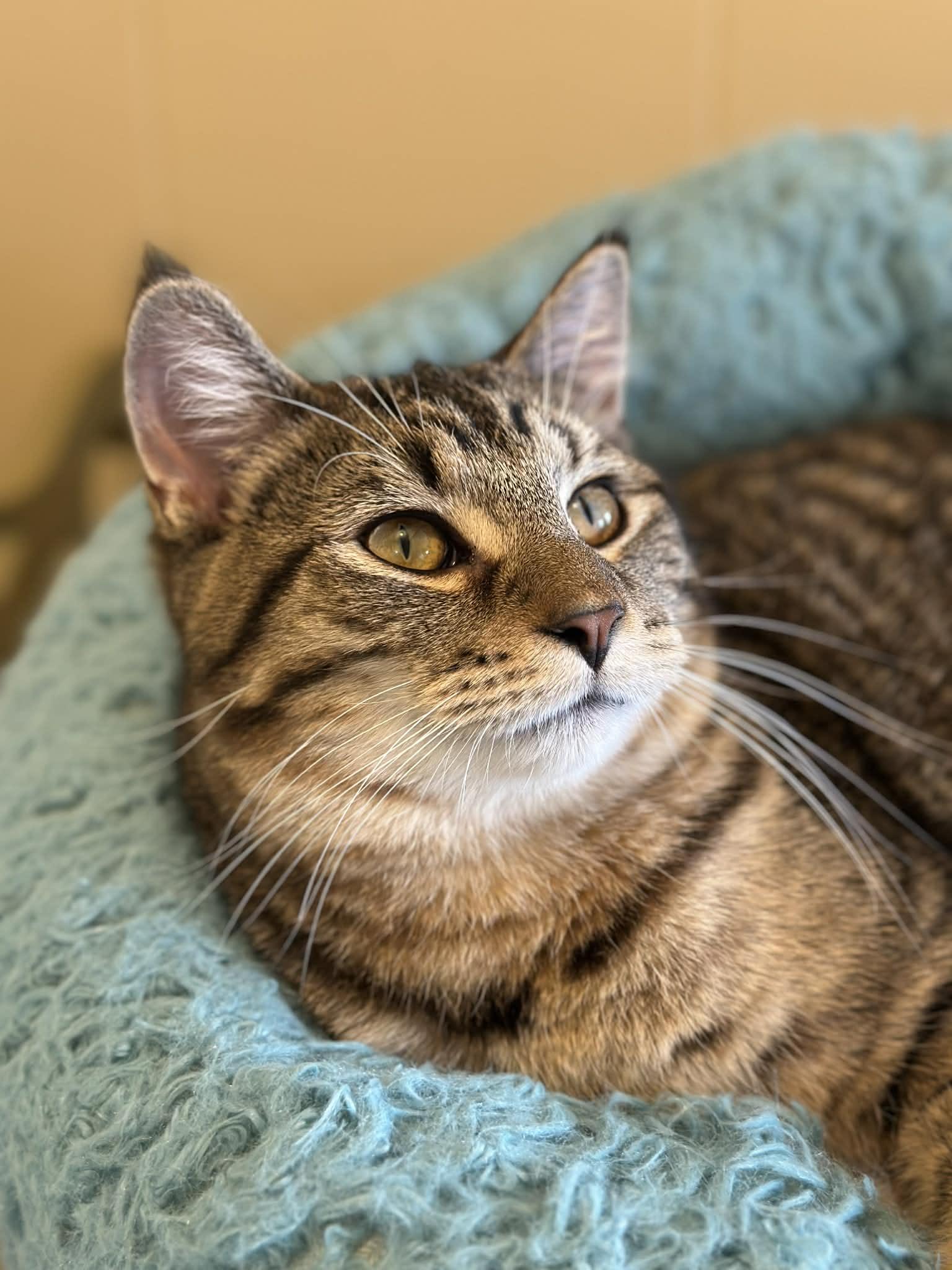 NASH, adoptable, Young Male Domestic Short Hair.