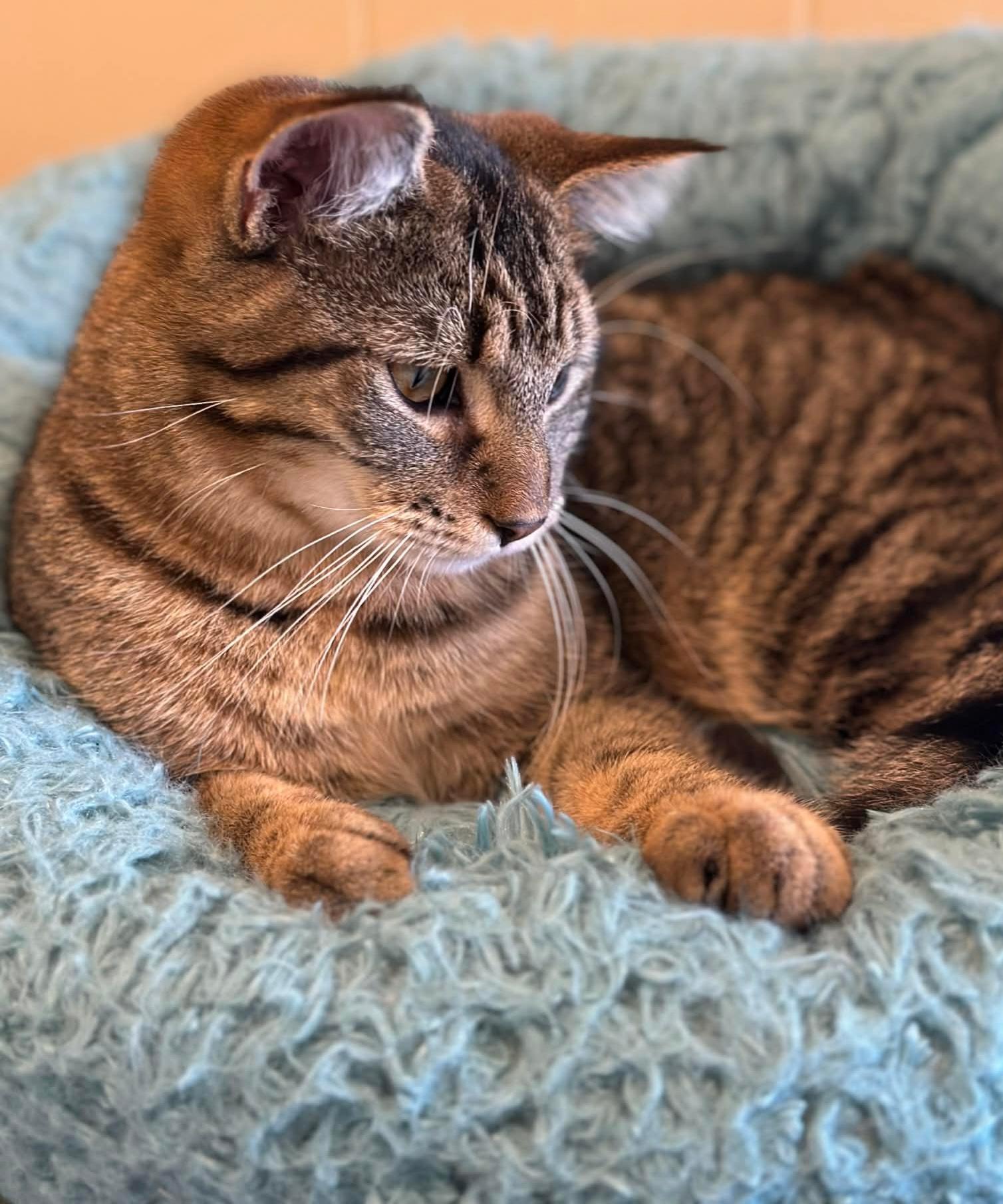 NASH, an adoptable Domestic Short Hair in Owatonna, MN image 5/5