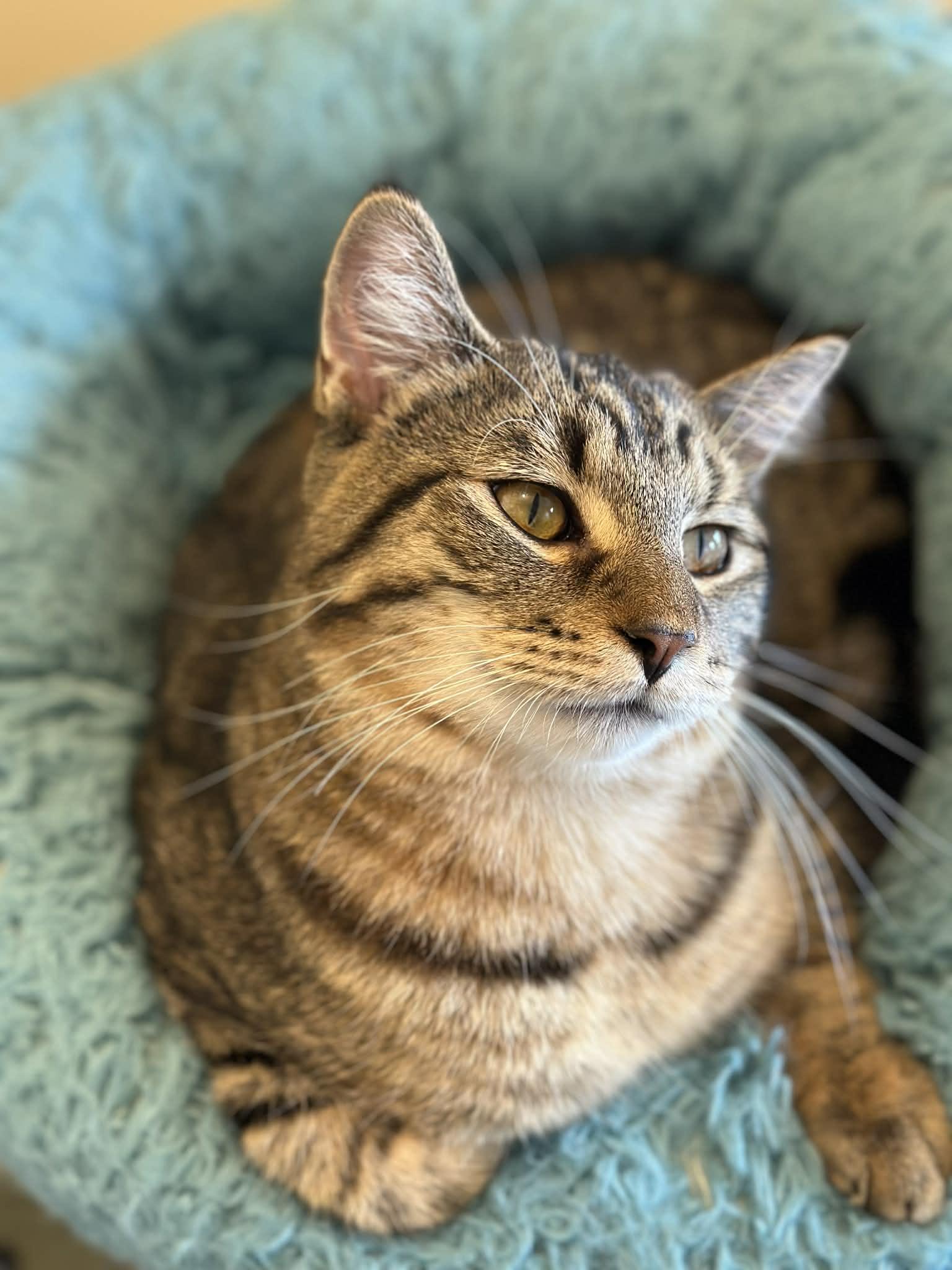 NASH, an adoptable Domestic Short Hair in Owatonna, MN image 3/5