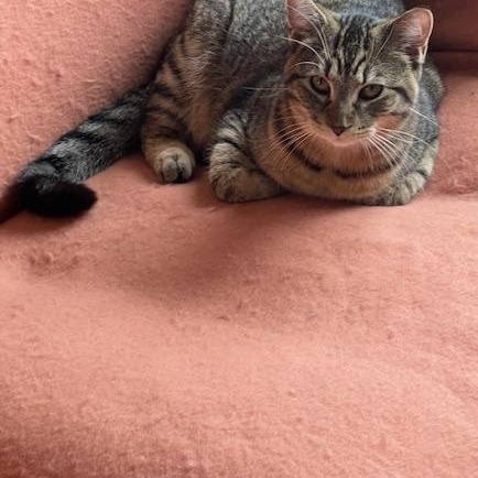 Enlarge NASH, an adoptable Domestic Short Hair in Owatonna, MN image 6/6
