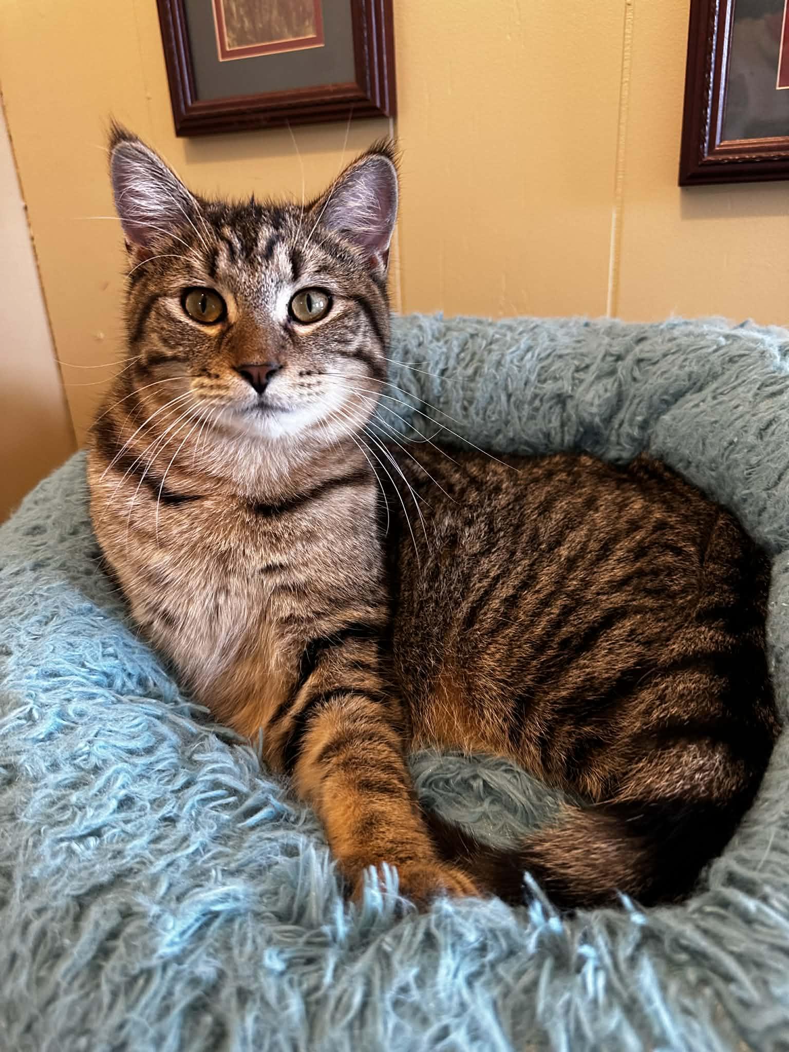 NASH, an adoptable Domestic Short Hair in Owatonna, MN image 1/5
