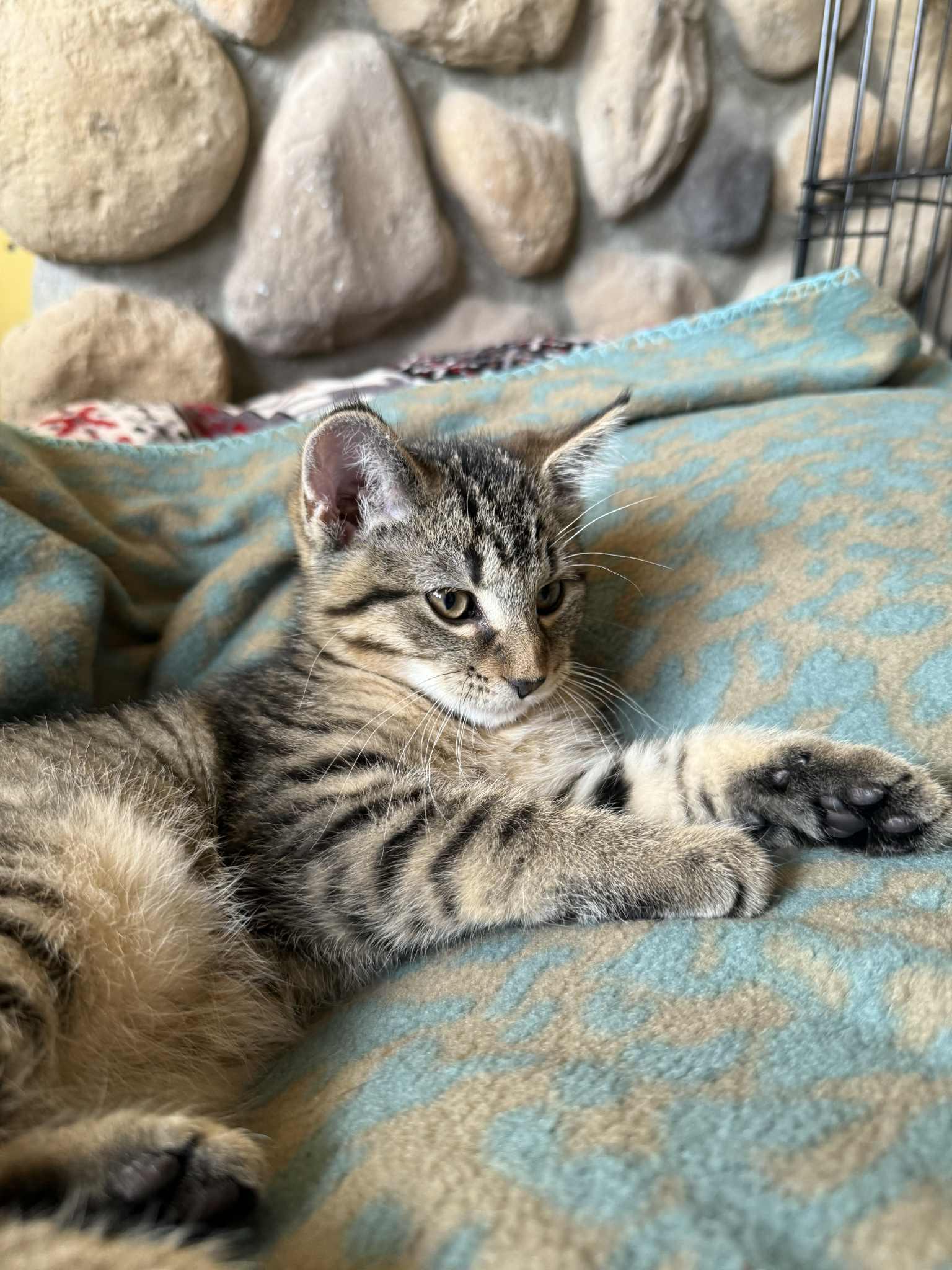 NASH, an adoptable Domestic Short Hair in Owatonna, MN image 1/4