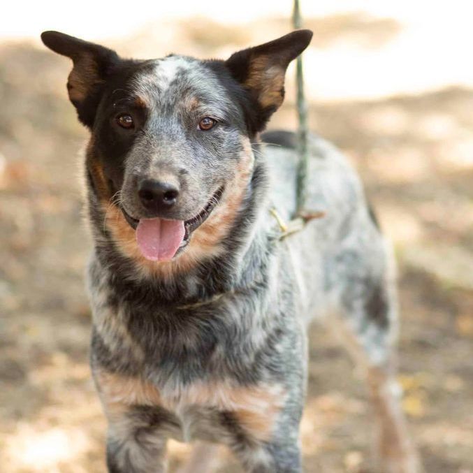 Enlarge Roscoe, a Adopted Australian Cattle Dog / Blue Heeler in Milford, PA image 2/4