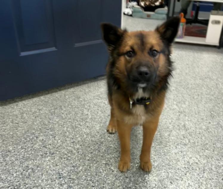 CINNAMON - STRAY HOLD UNTIL 12/26/25, a Adoptable mixed breed in Athens, AL image 1/3