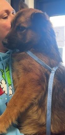 CINNAMON - STRAY HOLD UNTIL 12/26/25, a Adoptable mixed breed in Athens, AL image 2/3