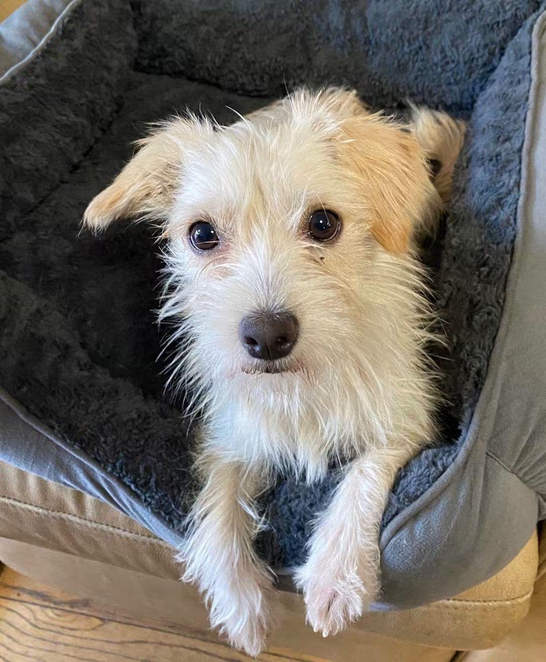 Enlarge Weezy Beezy, a Adoptable mixed breed in Oakland, CA image 5/6