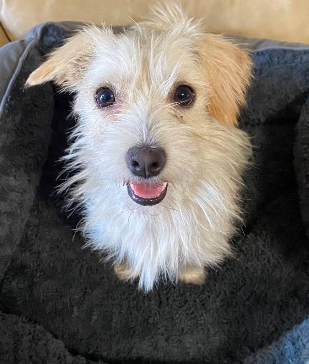 Enlarge Weezy Beezy, a Adoptable mixed breed in Oakland, CA image 6/6